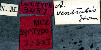 Media type: image;   Entomology 33825 Aspect: labels